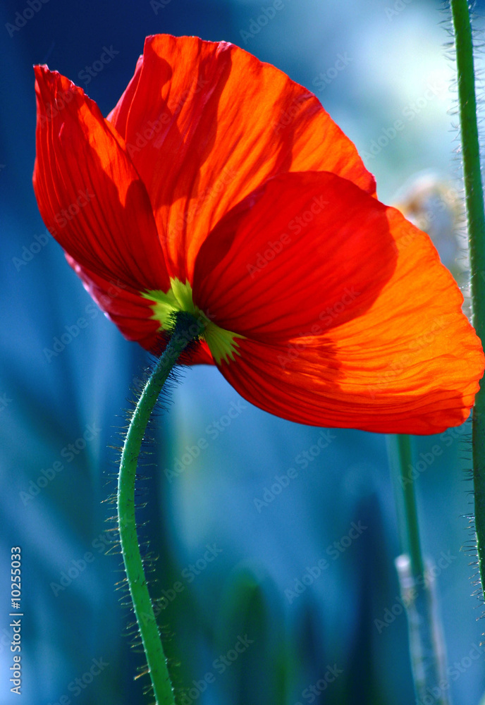 Obraz premium Blume 