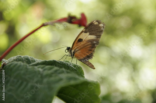 BROWN BUTTERFLY photo