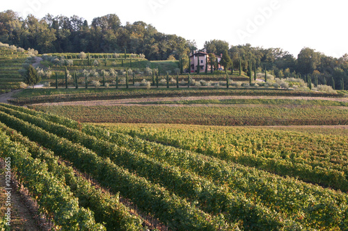 vigna e azienda vinicola