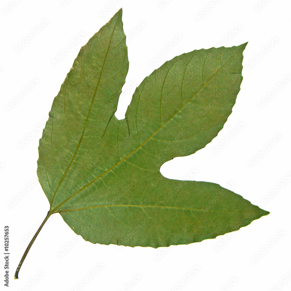 Obraz premium feuille sèche en