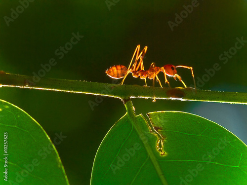 Backlit Red Ant on a stalk of leaves