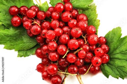 Red currant berries. Shot in a studio.