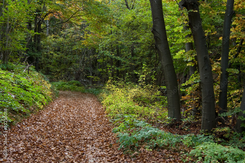 Obraz premium Leafs covered road in the woods