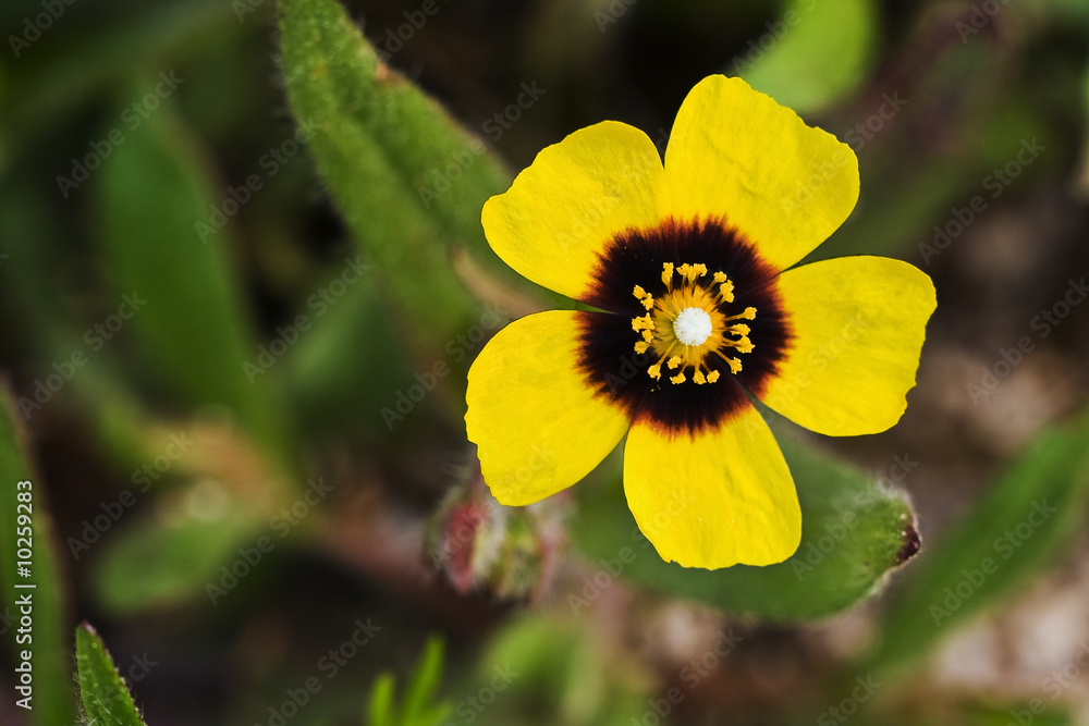Turmera (tuberaria guttata) Turmera (tuberaria guttata)