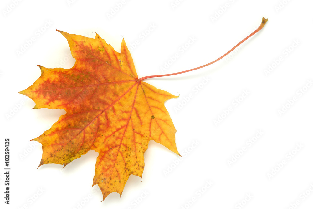 Fototapeta premium Autumn leaf isolated on white background