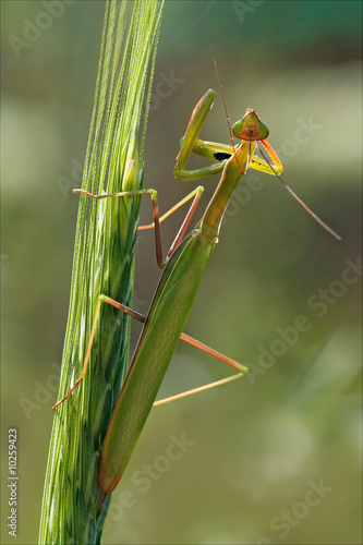 Mantis Religiosa