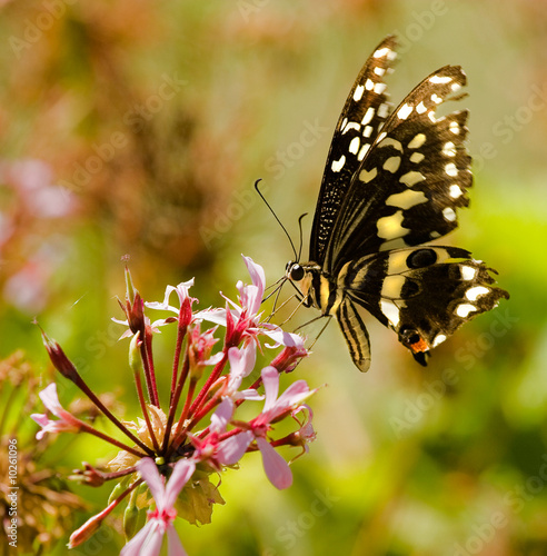citrus swallowtail butterfly  drinking nectar pink flower photo