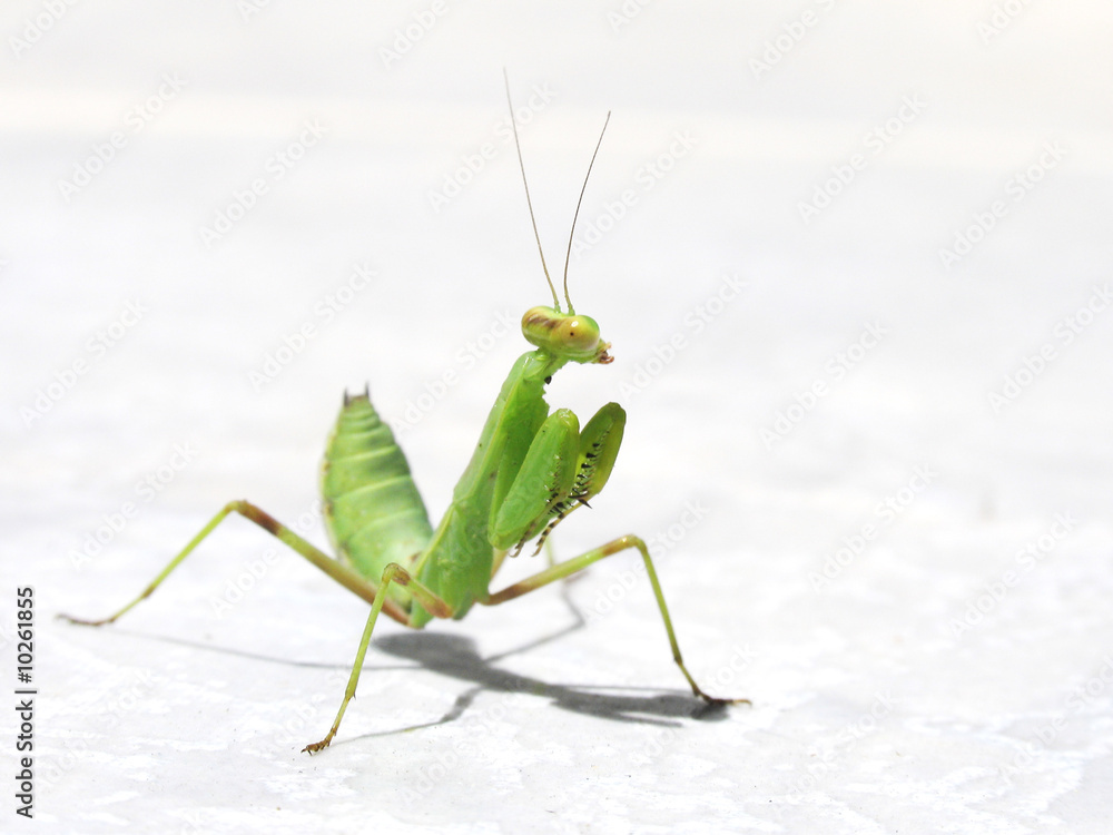 living green mantes on a light background living green mantes on a light background