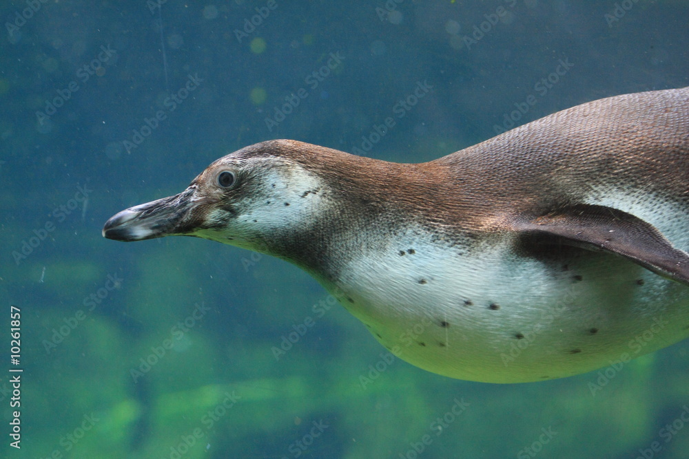 Obraz premium pinguin