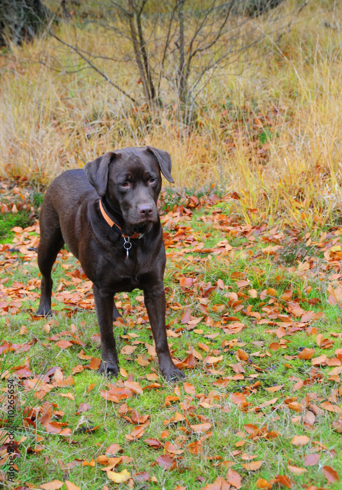 chocolate labrador in the forest chocolate labrador in the forest