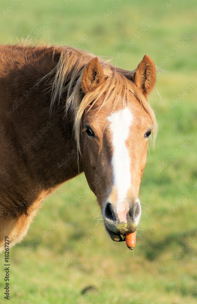 Cute little horse with a carrot Cute little horse with a carrot