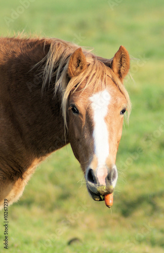 Cute little horse with a carrot © Theheijt