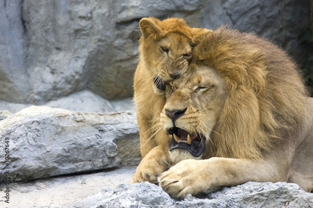 Fototapeta premium big lion with little cub