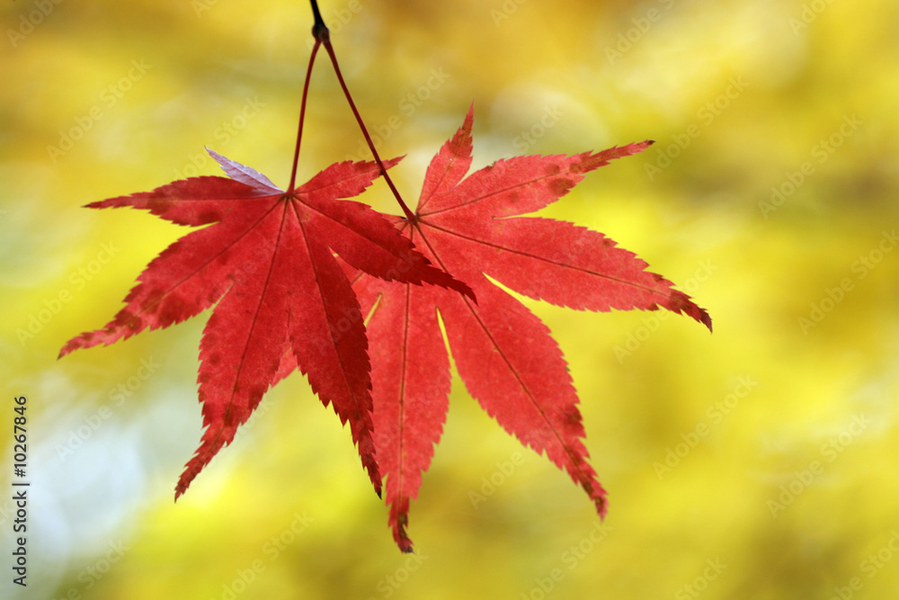 Two red leaves on the yellow background