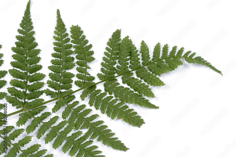 Fronds of fern on the white background