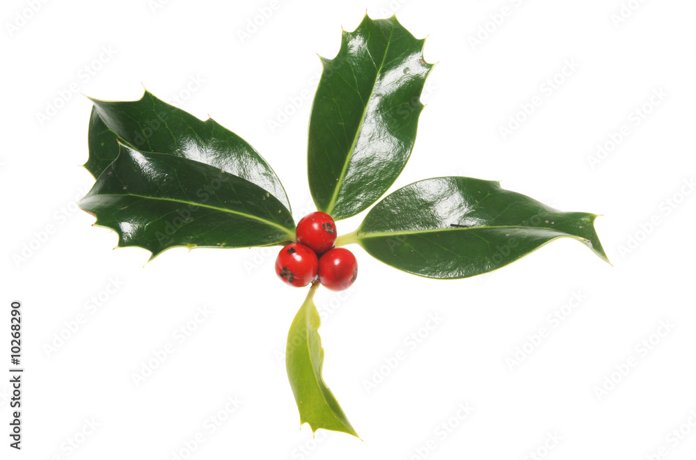 Holly leaves with three red berries Holly leaves with three red berries