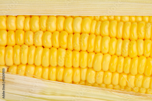 Corn texture photo