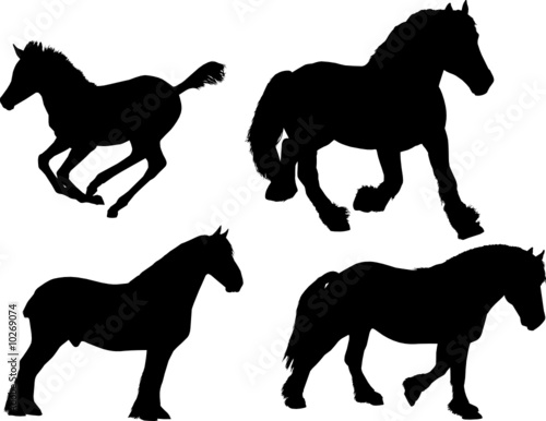 Chevaux de trait et poulain