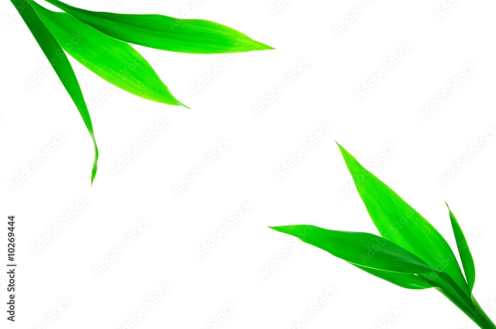 Obraz premium Green sprout against the white background
