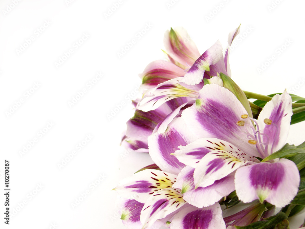 Obraz premium White and Purple Alstroemerias on white background