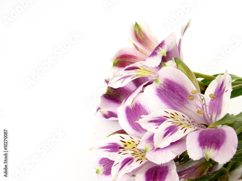 White and Purple Alstroemerias on white background