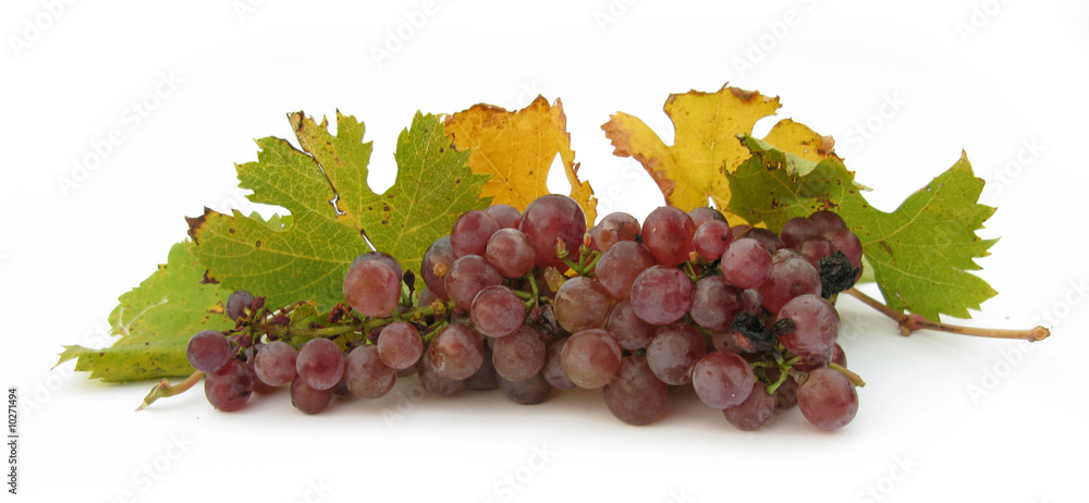 Obraz premium Grape with green and yellow leaves vines