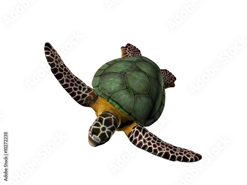 3D illustration of a great sea turtle isolated