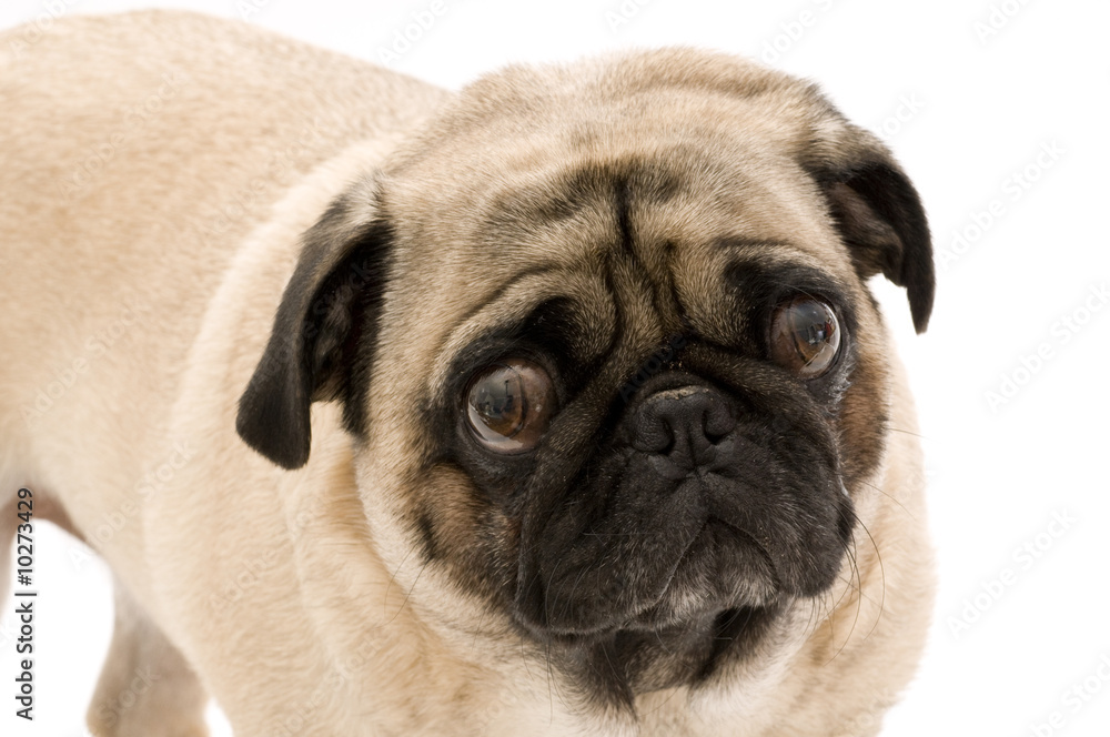 Pug with White Background