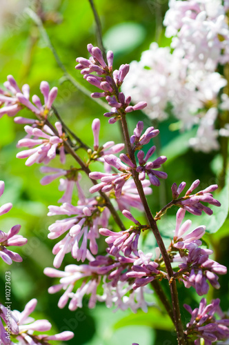 Abundant flowers of purple lilac blooming in late spring