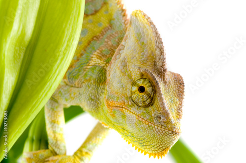 Chameleon on flower. Isolation on white photo