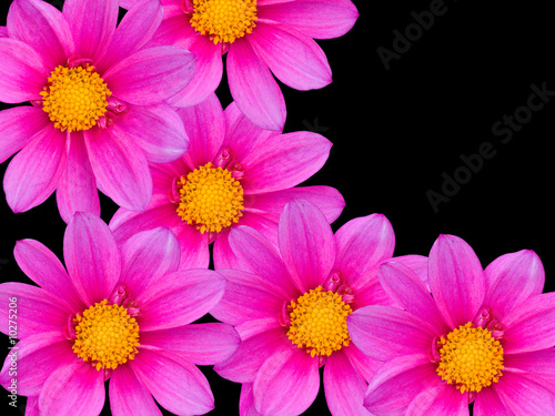 Flowers with violet petals