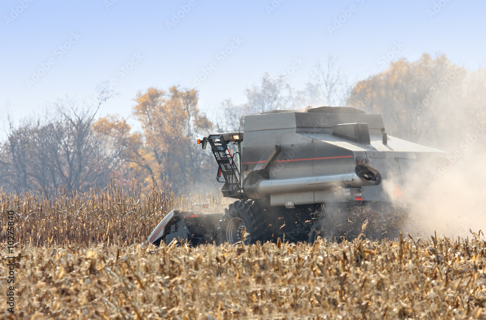 Fototapeta premium Combine harvesting corn with a blue sky