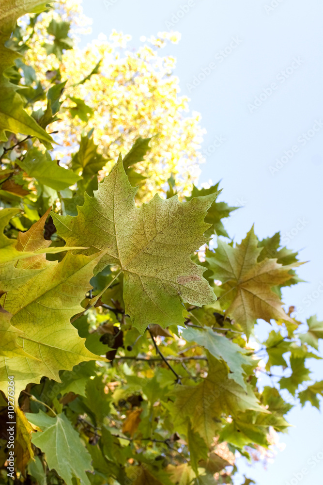 Autumn leaves Autumn leaves