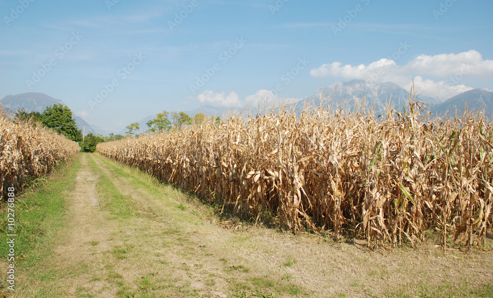 Obraz premium Dried Corn Field