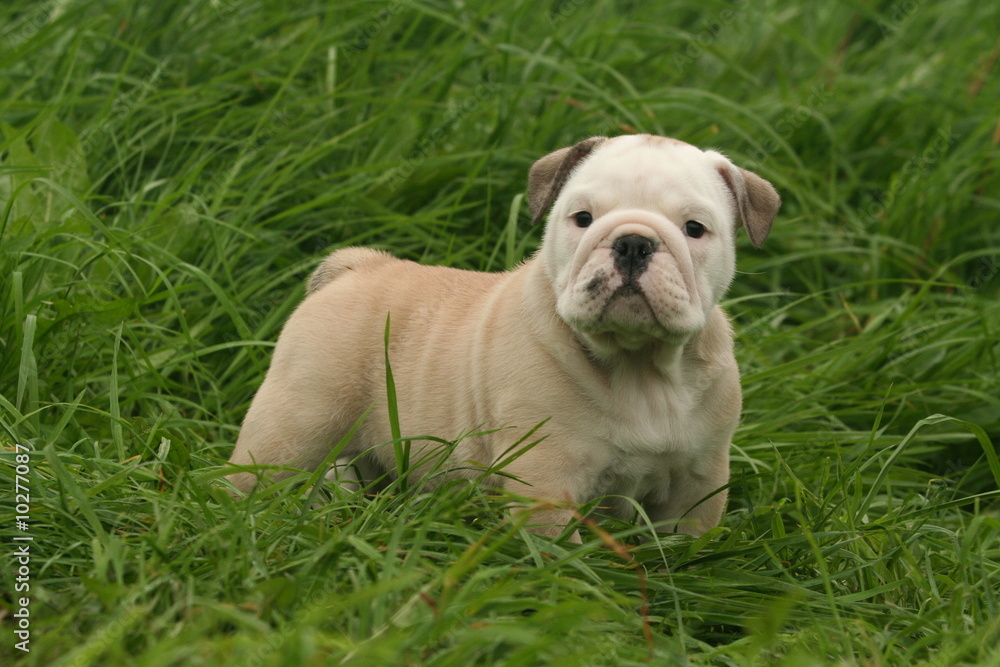 bébé bulldog anglais hyper clair