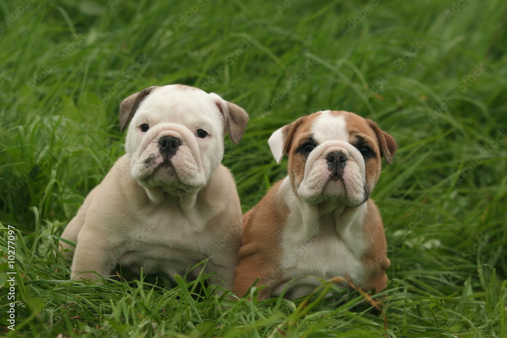 deux jeunes bulldog anglais dans l'herbe