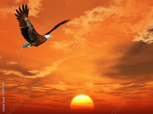 Eagle flying on a background of the sunset sky