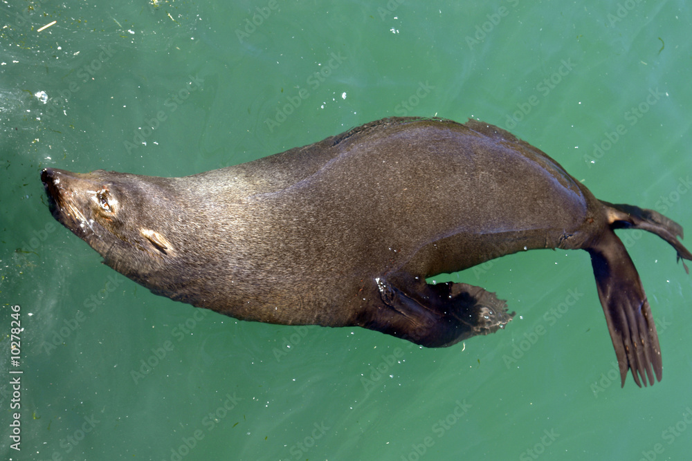 Obraz premium Seehund