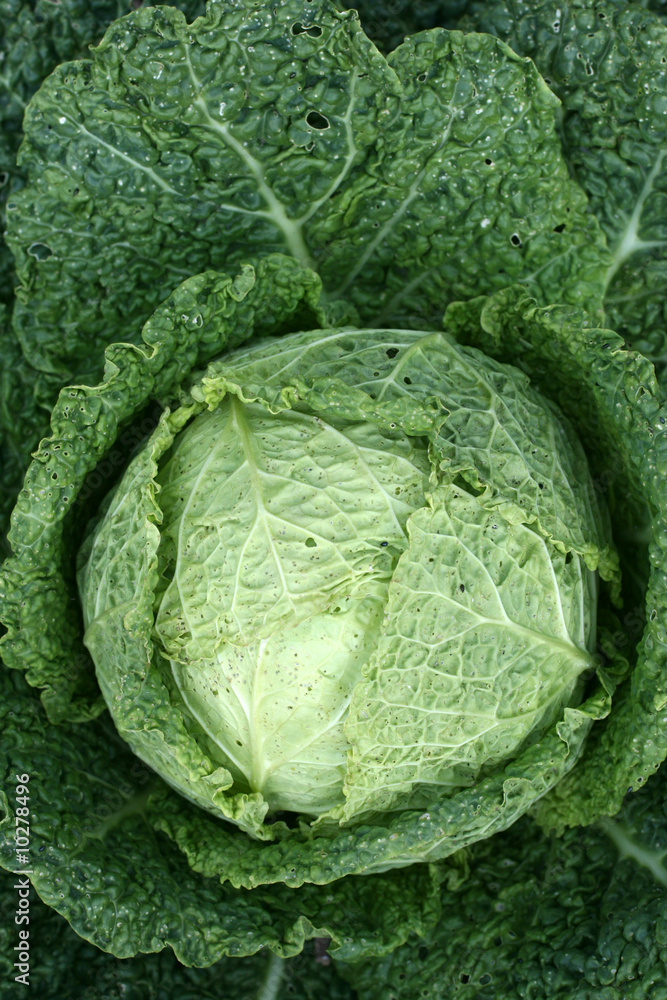 Fototapeta premium Cabbage head