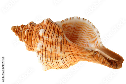 Big seashell of slug isolated on white (with clipping path)