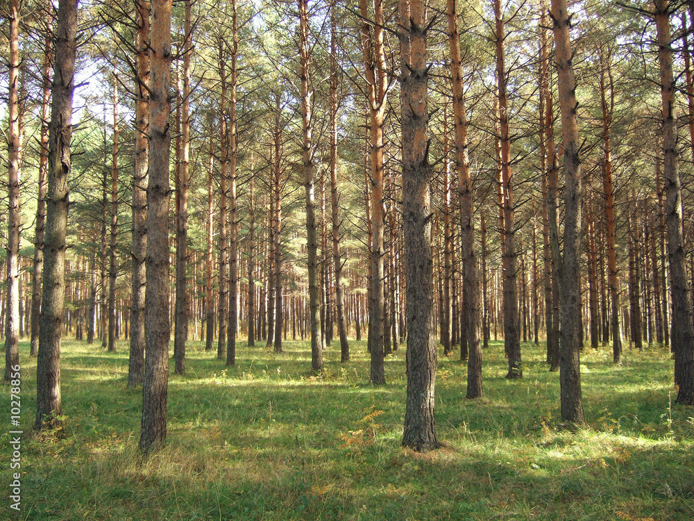 Fototapeta premium Forest