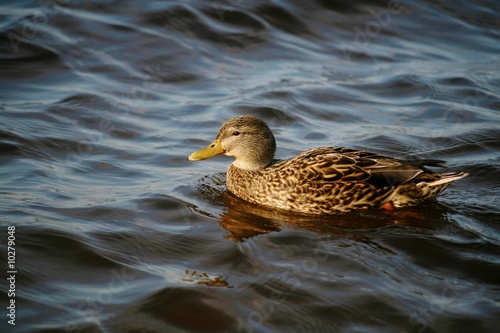 Female Mallard Duck