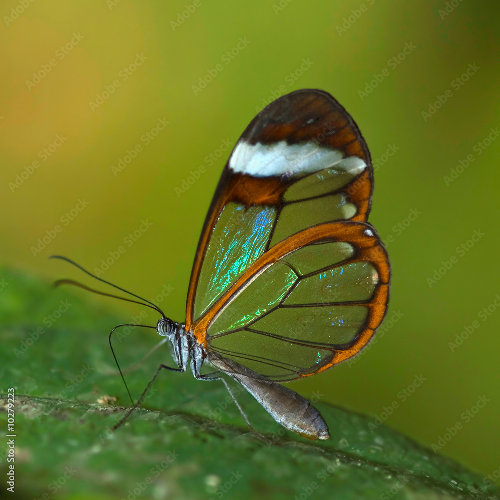 Fototapeta premium transparent butterfly