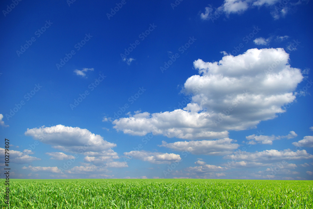 field field