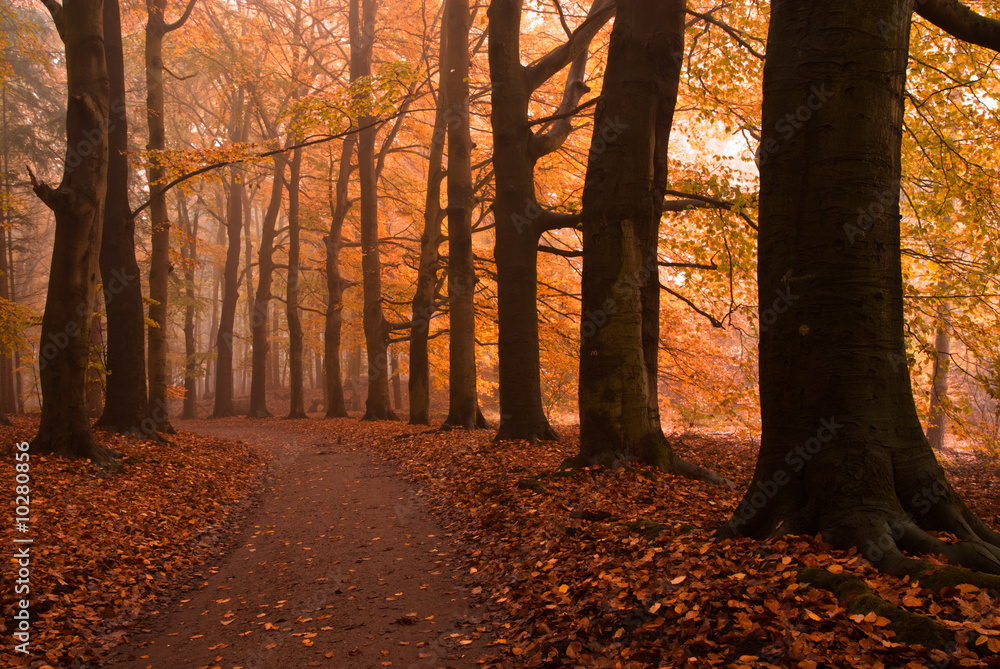Fototapeta premium autumn colors in the forest