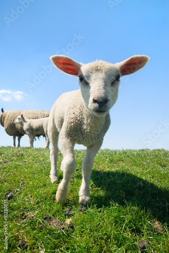curious lamb looking at the camera in spring