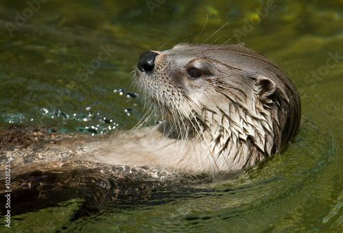 Otter swimming in the water.