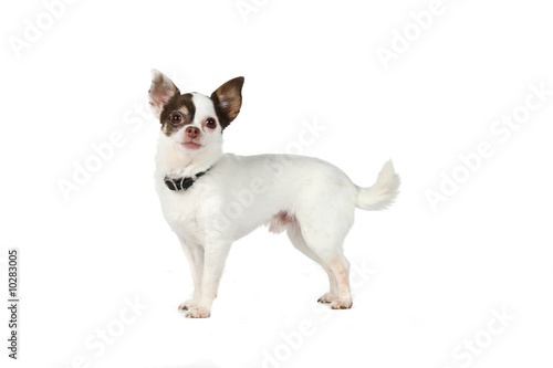 small white dog with large pointed black ears