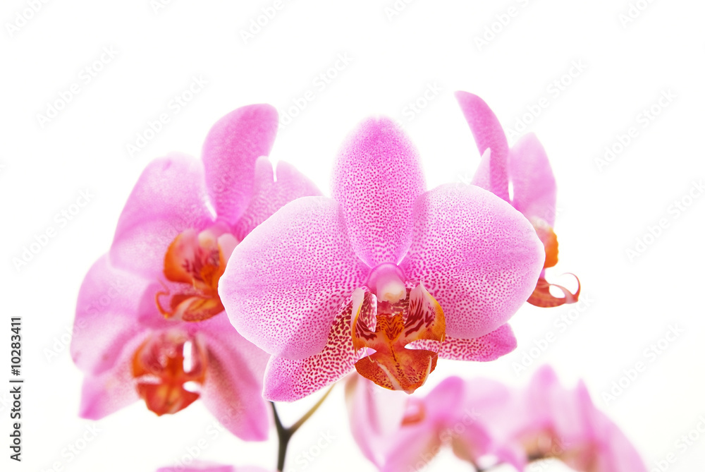 Fototapeta premium Branch of violet orchids isolated on white