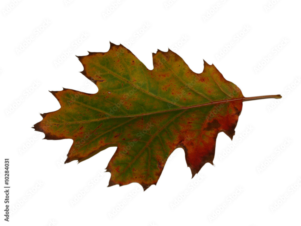 Fototapeta premium AUTOMNE